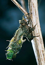 Broad bodied chaser dragonfly emerging from nymph {Libellula depressa} sequence 3/6