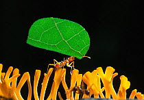 Leafcutter ant {Atta sp} carrying leaf fragment to nest. Ants are champion weightlifters, capable of lifting 50 times their body weight (the equivalent of a human heaving 50 people). They would win a...
