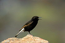 Black wheatear male singing {Oenanthe leucura} Lesbos Greece