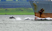 Bottlenose dolphins riding ship's bow wave Moray Firth Scotland {Tursiops truncatus}