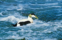 Eider duck male in surf {Somateria mollissima} Northumberland UK