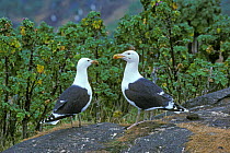 Two Greater black backed gulls {Larus marinus} Scotland