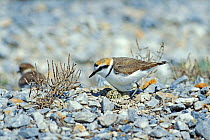 Kentish plover male at nest with eggs {Charadrius alexandrinus} Lesbos Greece