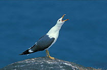 Lesser black backed gull calling {Larus fuscus} Scotland