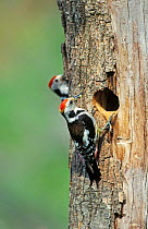 Middle spotted woodpecker female at nest hole {Dendrocopos medius} Lesbos Greece