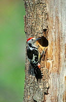 Middle spotted woodpecker male at nest hole Lesbos Greece {Dendrocopos medius}