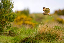 Short eared owl hunting by day {Asio flammeus} Scotland