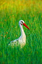White stork in grass {Ciconia ciconia} Lesbos Greece