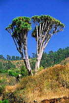 Dragon tree {Dracaena draco} twin tree, La Palma, Canary Islands