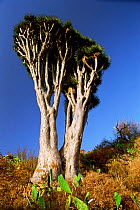 Dragon tree {Dracaena draco} twin tree, La Palma, Canary Is