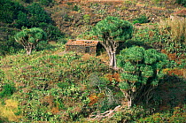 Dragon trees {Dracaena draco} in landscape, La Palma, Canary Islands
