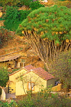 Village landscape with Dragon tree {Dracaena draco} La Palma, Canary Islands