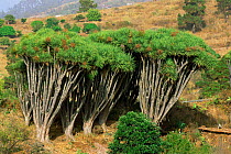 Dragon trees with bushy growth {Dracaena draco} La Palma, Canary Islands