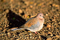 Laughing dove {Spilopelia senegalensis} Namibia