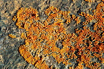 Lichen on stone, Namibia