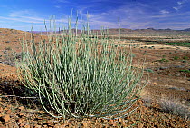 {Euphorbia damarana} plant, Damaraland, Namibia