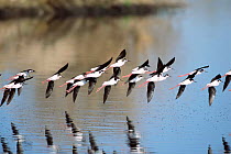 Black necked stilts flying {Himantopus mexicanus} Arizona, USA.