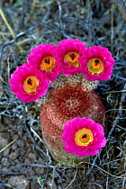Rainbow cactus flowering {Echinocereus pectinatus} Arizona, USA.