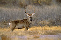 Mule deer stag {Odocoileus hemionus} Bosque del Apache NWR, NM, USA.