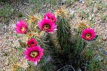 Hedgehog cactus in flower {Echinocereus engelmanni] Sonoran desert, Arizona, USA.
