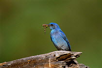 Mountain bluebird, male, with insect prey {Siala currucoides} Arizona, USA.