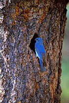 Mountain bluebird, male at nest hole {Siala currucoides} Arizona, USA.
