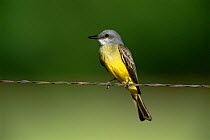 Tropical kingbird on wire {Tyrannus melancholicus} Arizona, USA.