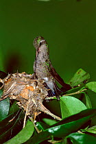 Broad billed hummingbird on nest feeding chicks, Arizona, USA. {Cynanthus latirostris}