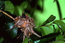 Broad billed hummingbird chicks in nest  {Cynanthus latirostris} Arizona, USA