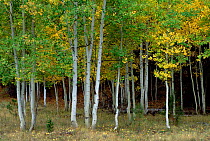 Aspen trees in autumn {Populus tremula} Arizona, USA.