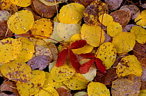 Fallen Aspen tree leaves in autumn {Populus tremula} Arizona, USA.