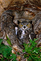 Great horned owl at nest hole {Bubo virginianus} captive, Arizona, USA.