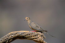 Mourning dove {Zenaida macroura} Arizona, USA