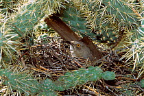Curve billed thrasher on nest {Toxostoma curvirostre} Arizona, USA.