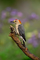 Golden fronted woodpecker {Melanerpes aurifrons} Texas, USA.