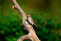 Clay coloured sparrow {Spizella pallida} Texas, USA.