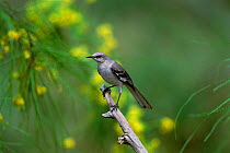Mockingbird {Mimus polyglottos} Texas, USA.
