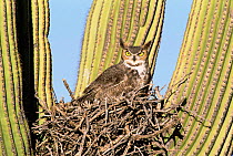 Great horned owl {Bubo virginianus} captive, on nest in saguaro cactus, Arizona, USA.