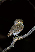 Elf owl {Micrathene whitneyi} Arizona, USA.