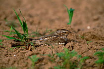Lesser nighthawk on nest {Chordeiles acutipennis} Texas, USA.