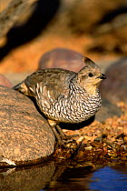 Scaled quail drinking {Callipepla squamata} Arizona, USA.