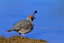 Gambel's quail, male at water {Callipepla gambelii} Arizona, US