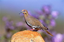 White winged dove {Zenaida asiatica} Arizona, USA.