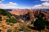 View from Point Sublime of the north rim of the Grand Canyon, Arizona, USA