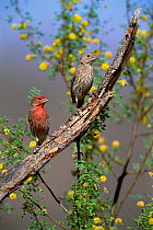 House finch, male and female, Arizona, USA. {Carpodacus mexicanus}