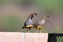 Gambel's quail, male and female on wall {Callipepla gambelii} Arizona, USA.