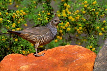Scaled quail {Callipepla squamata} Arizona, USA.