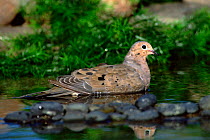 Mourning dove bathing {Zenaida macroura} Arizona, USA.
