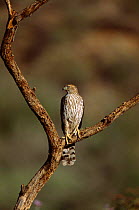 Cooper's hawk, juvenile {Accipiter cooperii} Arizona, USA.