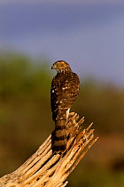 Cooper's hawk, juvenile {Accipiter cooperii} Arizona, US